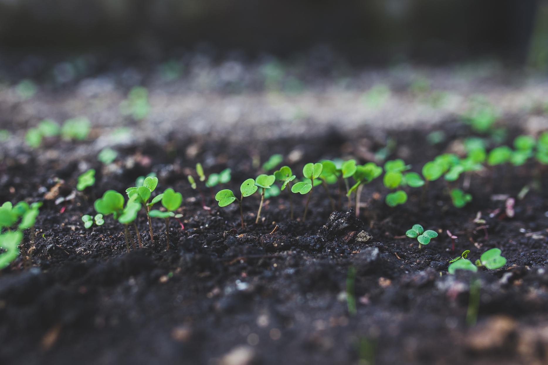 Home gardening - young rucola