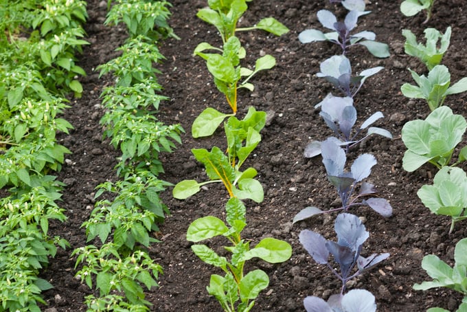 Vegetable Garden